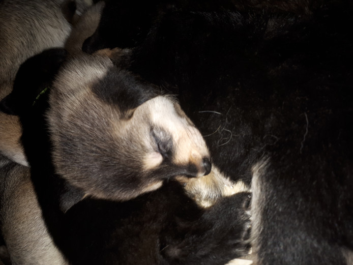 German Shepard cross northan inuit 