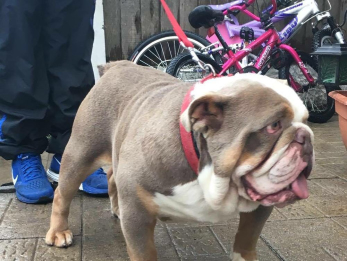 British bulldog tripple carriers for sale