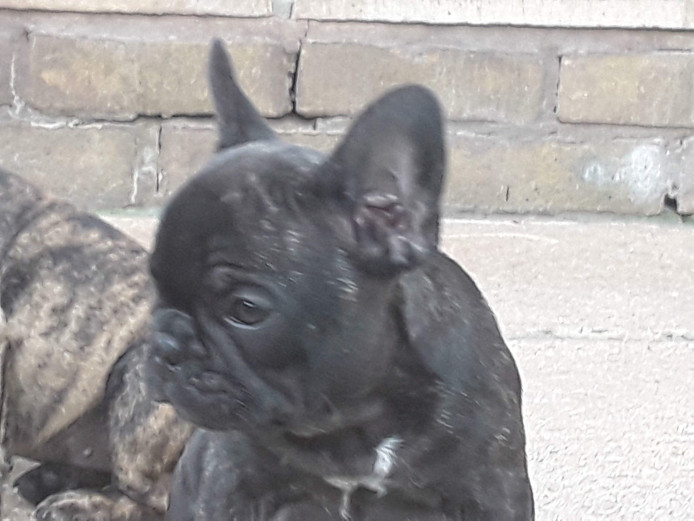 French bulldog puppies 