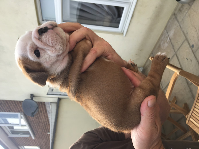 ENGLISH BULLDOG KC REG. PUPS _ OUTSTANDING BLOODLINES