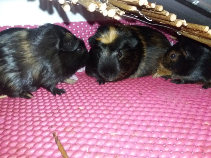Girls guinea pigs
