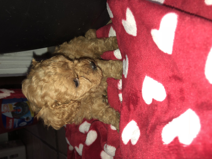 F1b Cavapoo puppies 