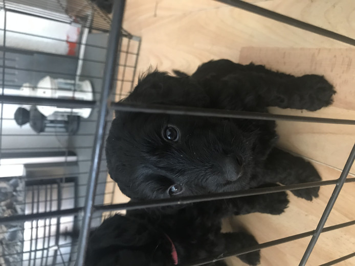Cockerpoo puppies 