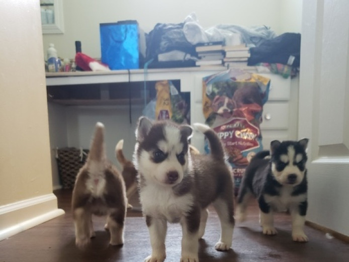 Beautiful Siberian Husky puppies