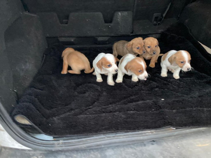Beagle puppies