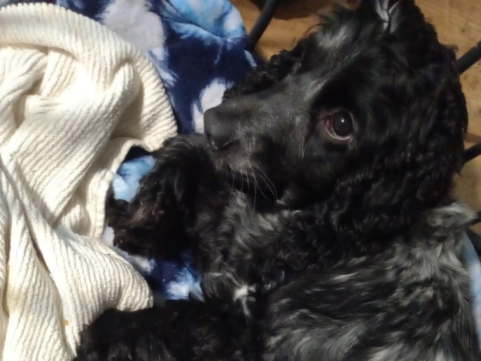 Show type cocker spaniel pups