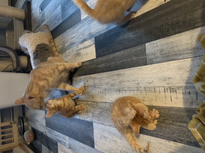 2 ginger bengal x kittens