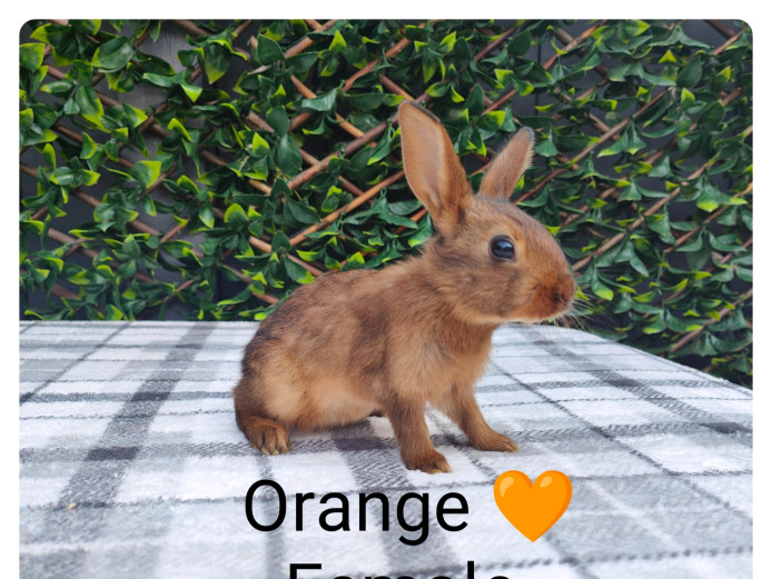 Belgian hare babies for sale