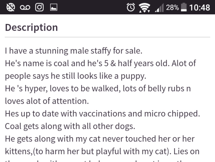 Stunning family staffy for sale. 