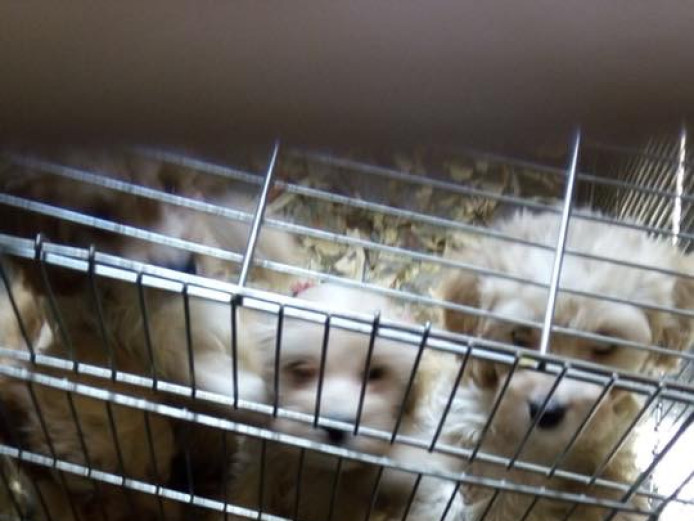 Beautiful Cockapoo puppies 