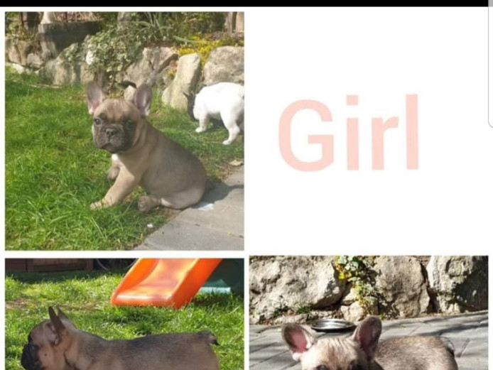 LAST REMAINING FEMALE FRENCH BULLDOG PUPPY 