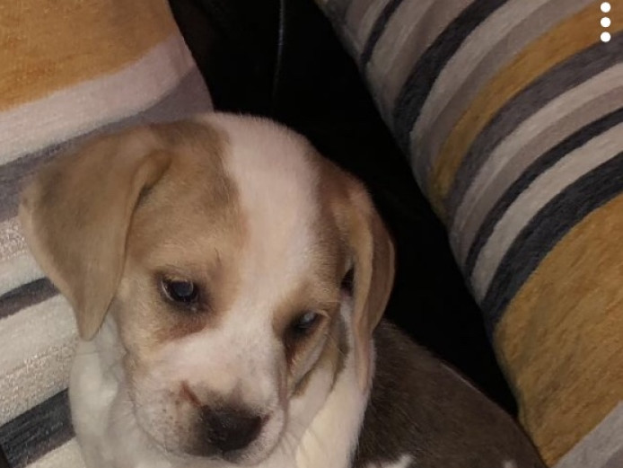 Beautiful beagle puppies 