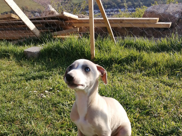 Kc reg whippet puppies 