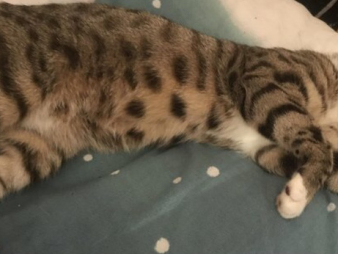 Male Bengal cross Egyptian mau cat 