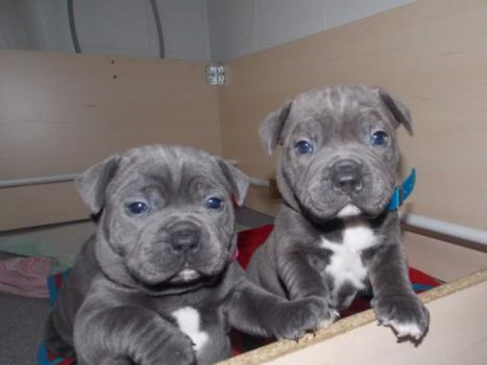 RESPONSIBLE HOMES ONLY!!!Staffordshire Blue Terrier Puppies For Sale.