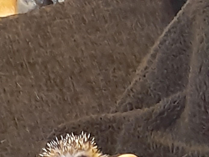 Baby Male African Pygmy Hedgehog for sale 