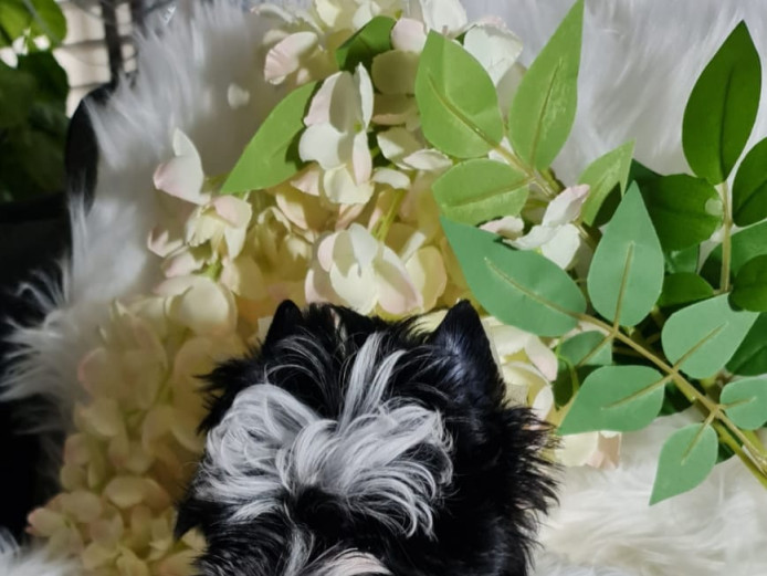 Sweet puppies Yorkshire - pedigree 