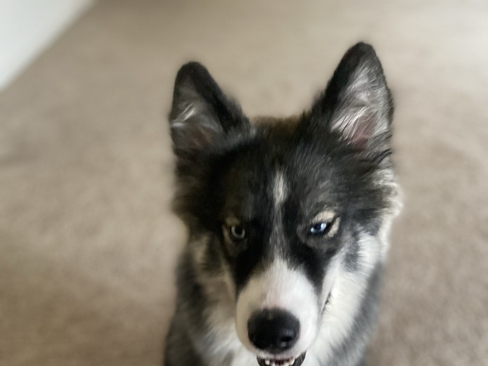 Can I Join Your Family 