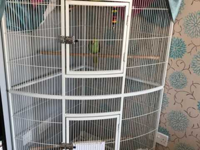 Indian ring neck parrot 