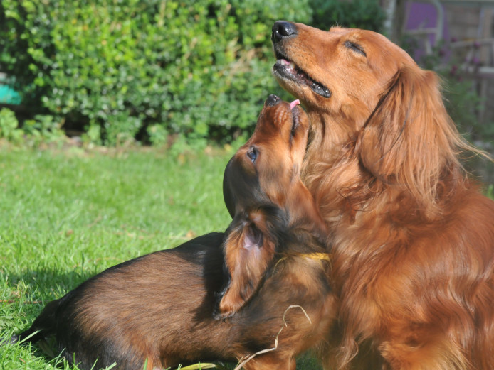 Longhair Miniature Dachshund KC Reg red colour without dapple 