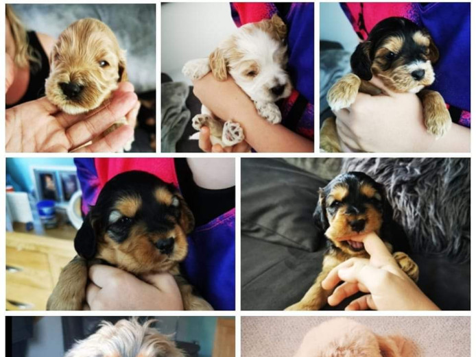 BEAUTIFUL COCKERPOOS FOR SALE