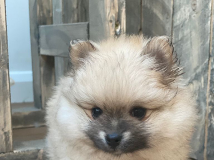 Beautiful Pomeranian Puppies 