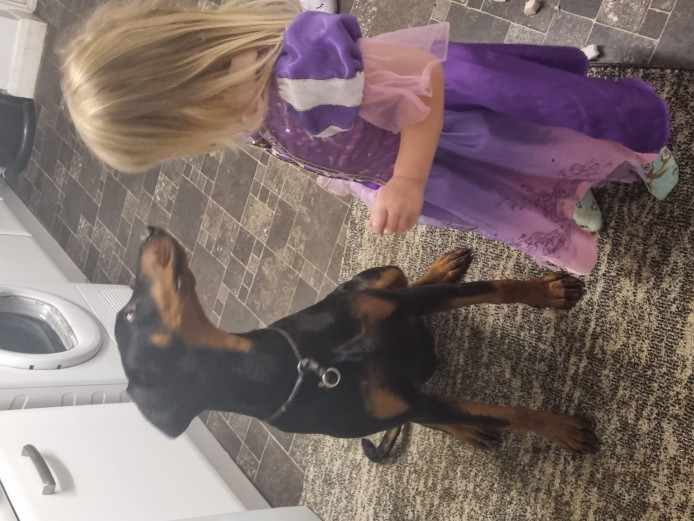 Doberman pup for sale 8 month old