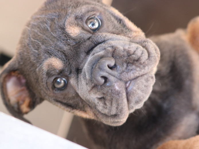 REDUCED.. 2 HANDSOME BLUE MALES
