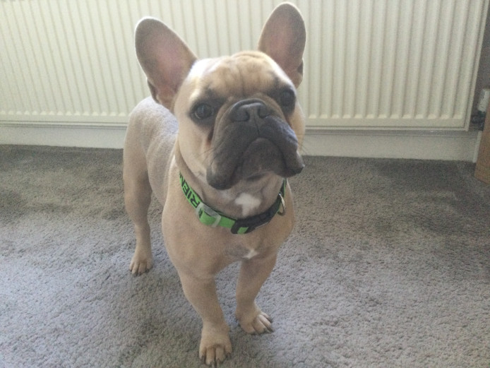 LILAC FRENCH BULLDOG STUNNING MALE 