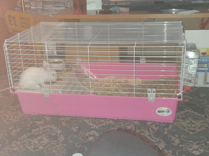 Dwarf rabbit for sale