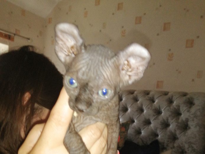Adorable Sphinx Elf kitten 
