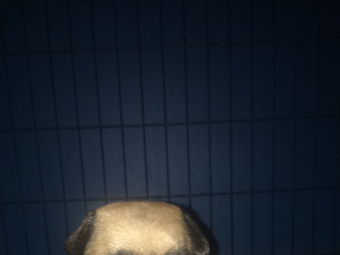 Female pug for sale