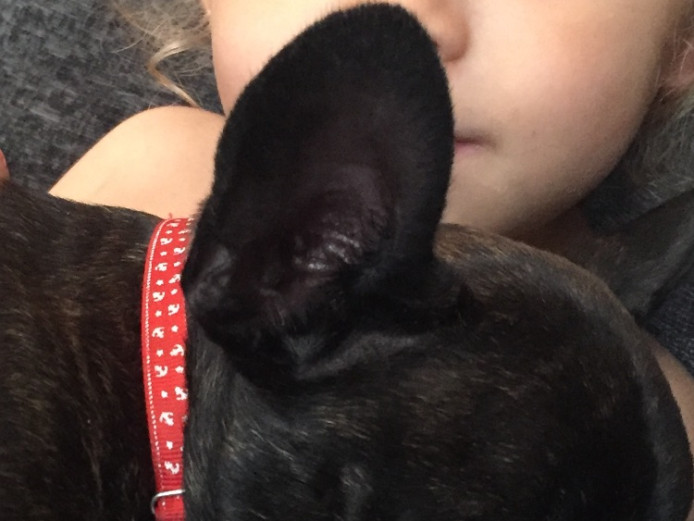 Female French bulldog Kc reg