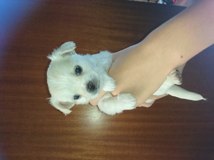 Beautiful chihuahua puppys