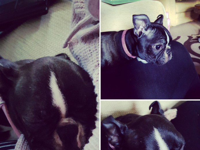 Shy, kc reg pup for sale