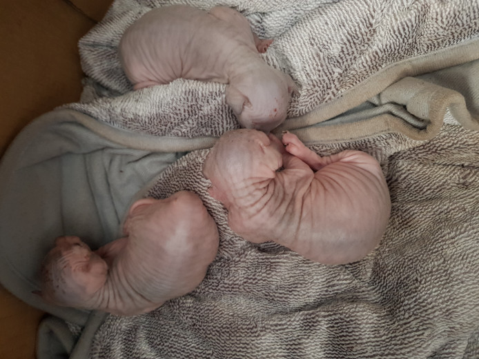 3 Beautiful Female Lilac Tabby Sphynx kittens 