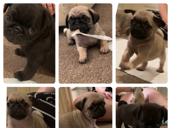 Pug puppies ready to leave 