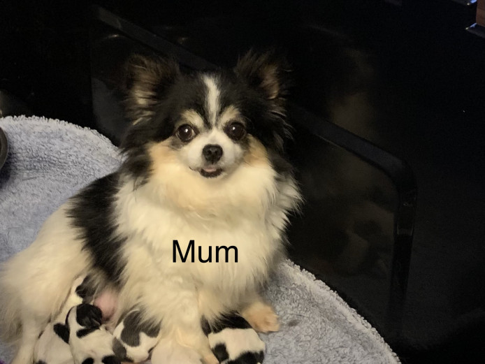 Chihuahua puppies ready now 