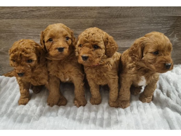 Beautiful Cavapoo puppy looking for her forever home. 