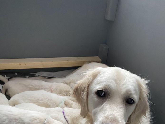 Stunning Golden Retriever  Puppies
