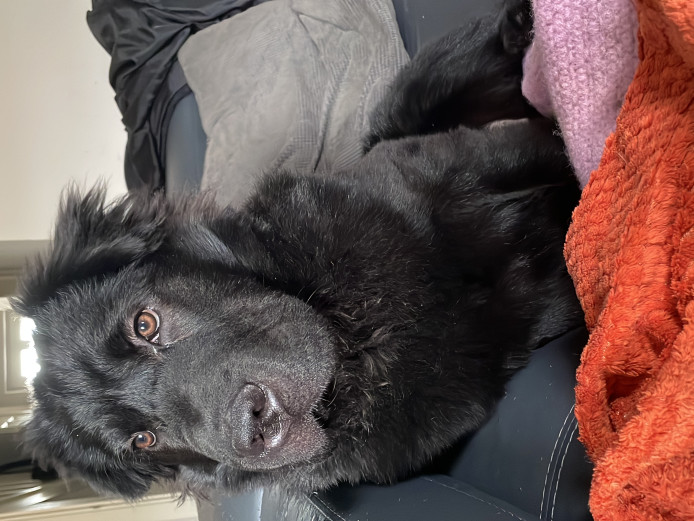 Chipped vaxed puppy Luna