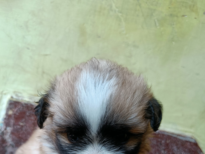 Pomeranian puppies 