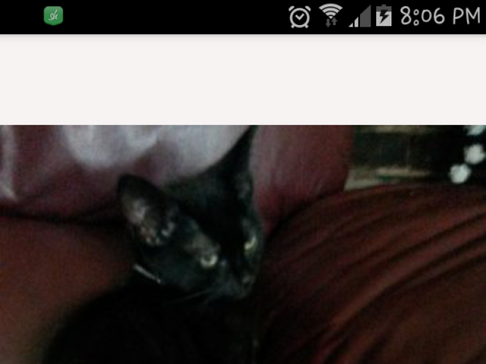 11 week old male kitten for sale
