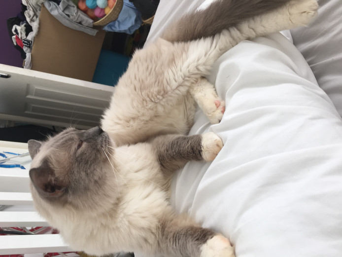 Stunning ragdoll kittens for sale 