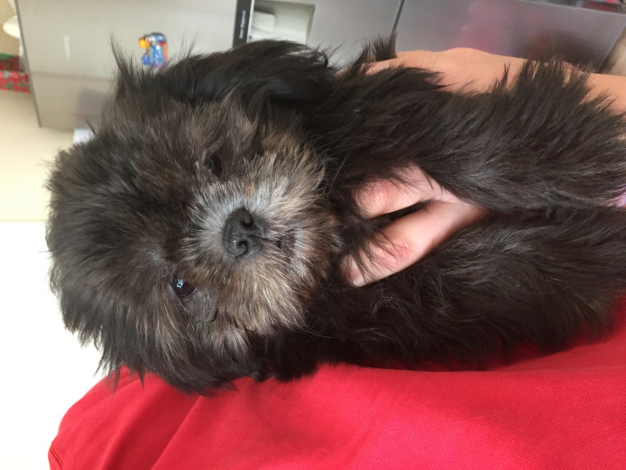 KC black full injection vet clear shih tzu