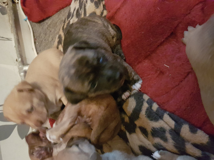 Chi x greyhound puppies 