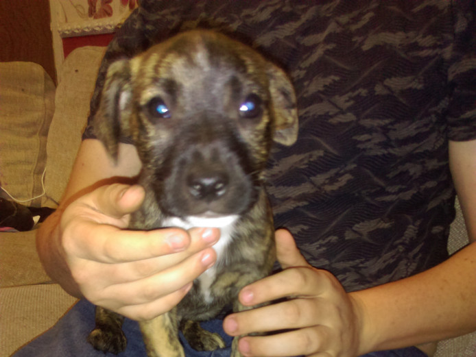 2 male staff cross terrier puppies