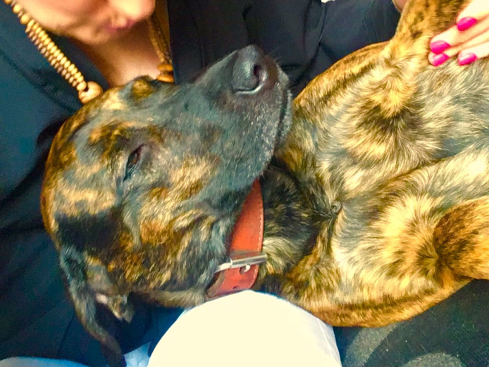 Absolutely stunning lab/staff puppies 