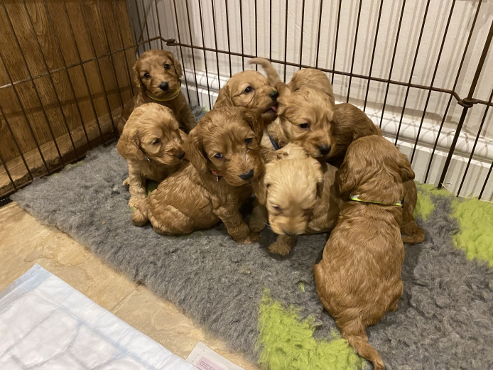 F1 miniature cockapoo pups - DNA tested parents