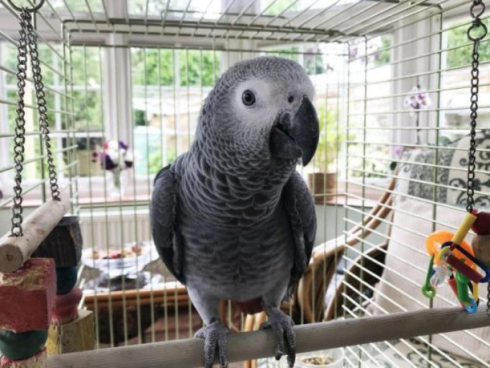 Intelligent African Grey